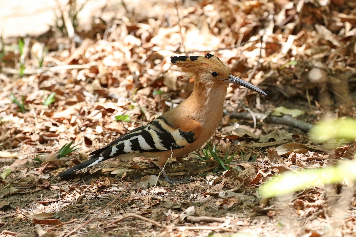 Madagascar Hoopoe - ML185293891