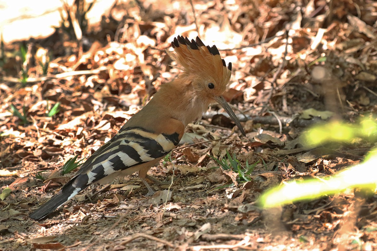 Madagascar Hoopoe - ML185293901