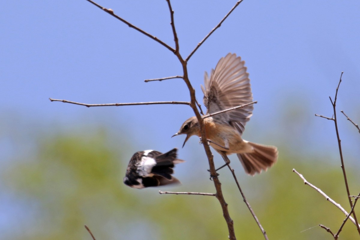 African Stonechat (Madagascar) - ML185294031