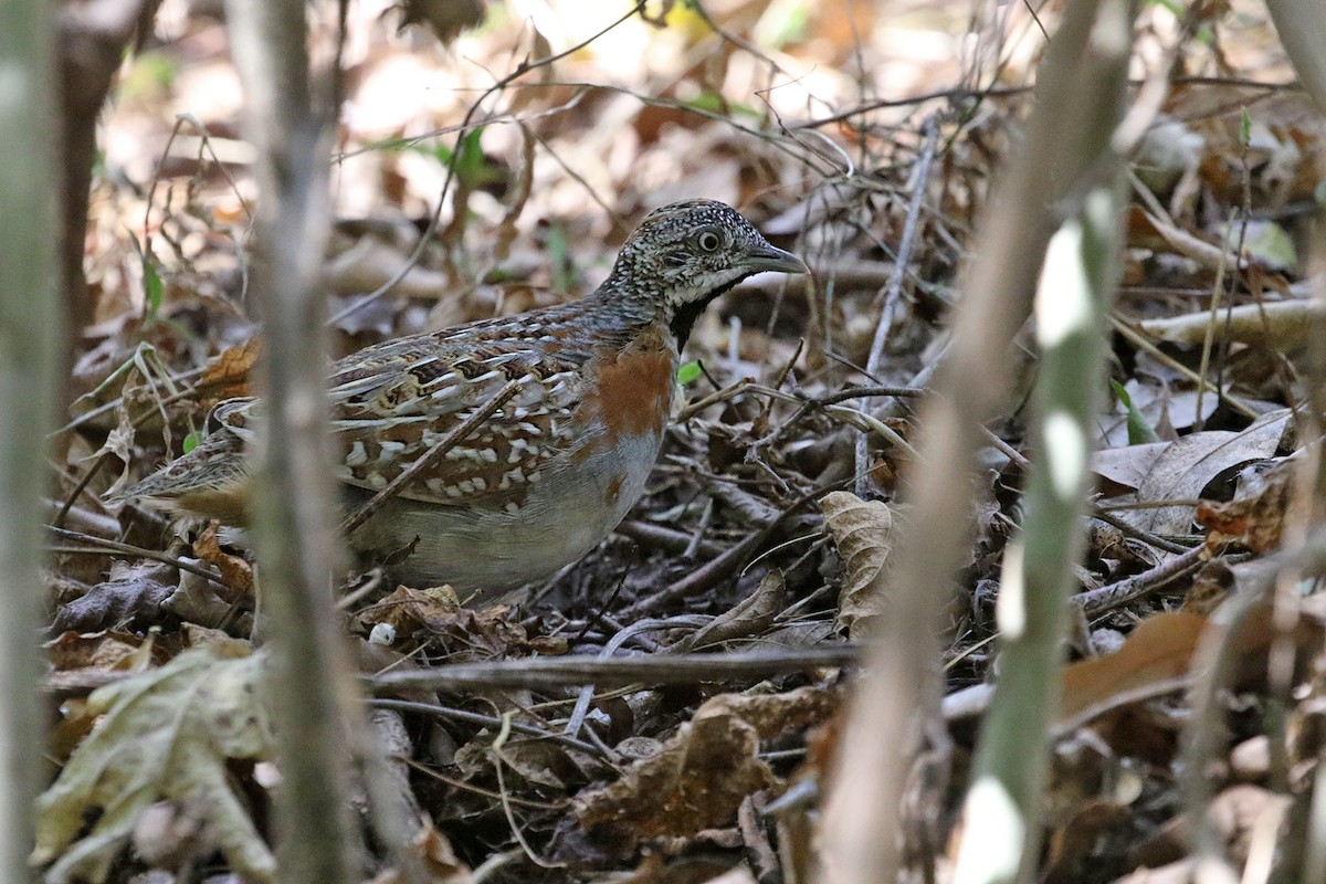 Madagascar Buttonquail - ML185294201