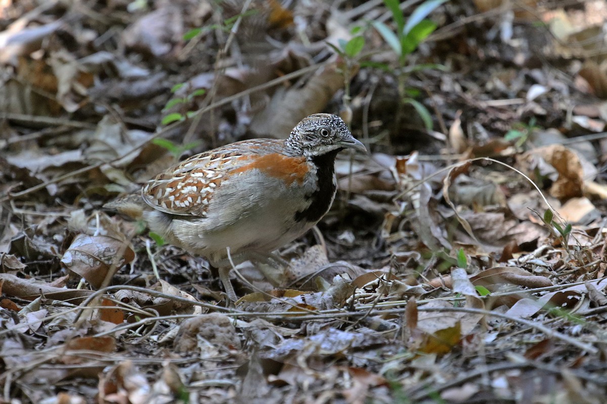 Madagascar Buttonquail - ML185294211