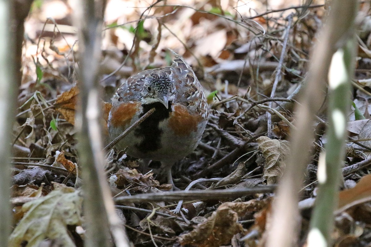 Madagascar Buttonquail - ML185294221