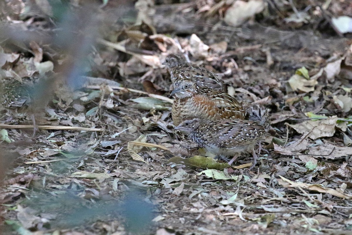 Madagascar Buttonquail - ML185294231