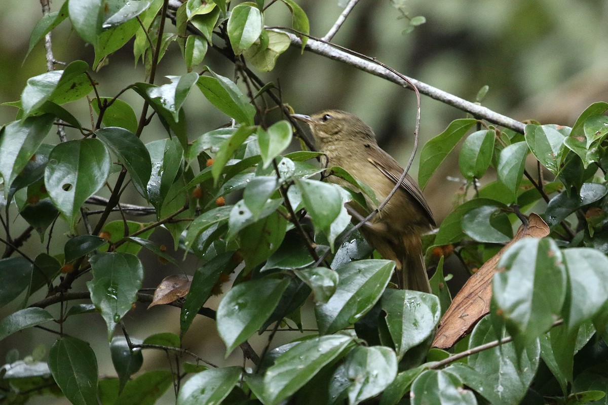 Malagasy Brush-Warbler (Malagasy) - ML185294801
