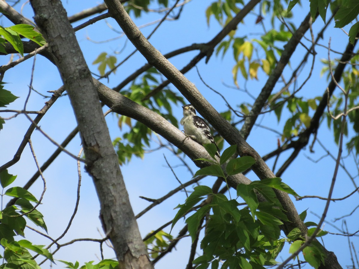 Downy Woodpecker - Josée Papillon