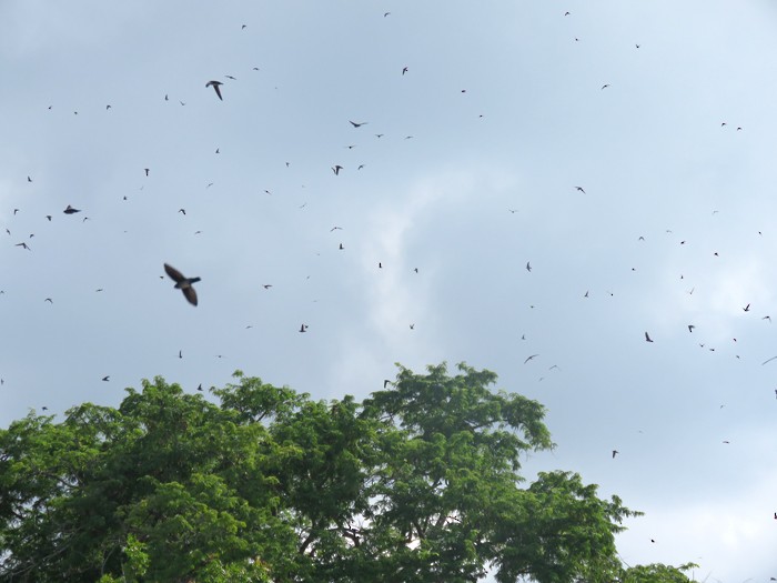 Plume-toed Swiftlet - Rohan Chakravarty