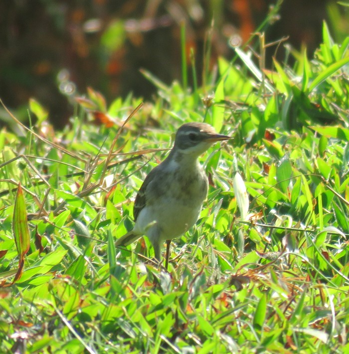 Eastern Yellow Wagtail - ML185295041