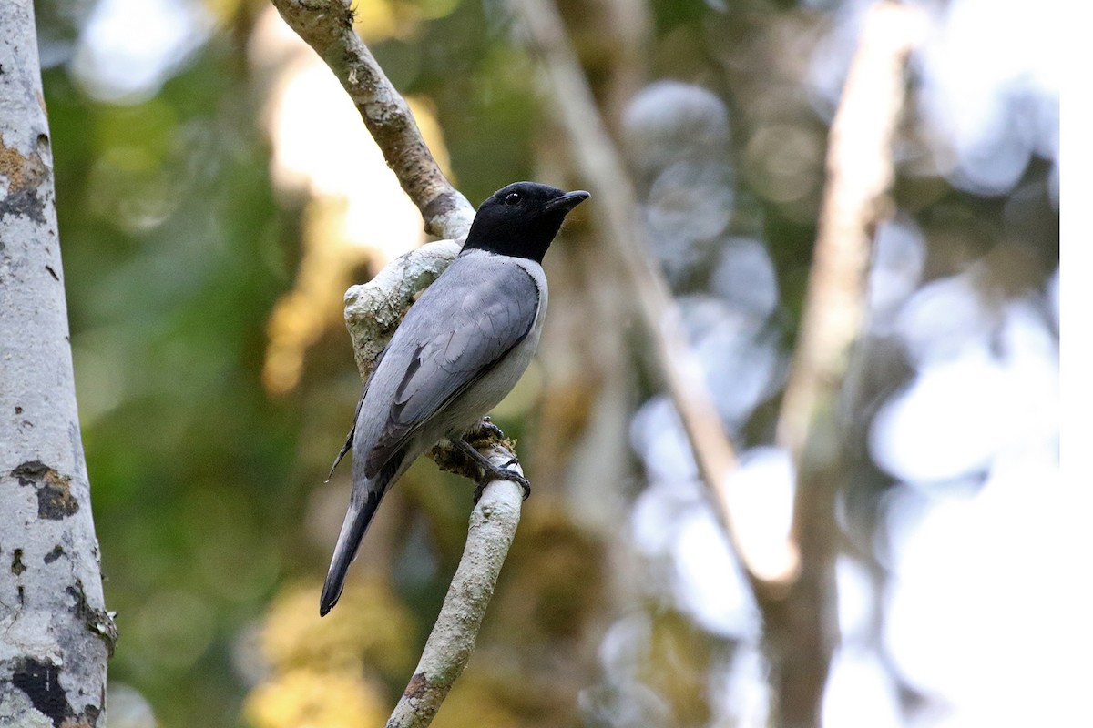 Madagascar Cuckooshrike - Charley Hesse • Naturally Adventurous Podcast