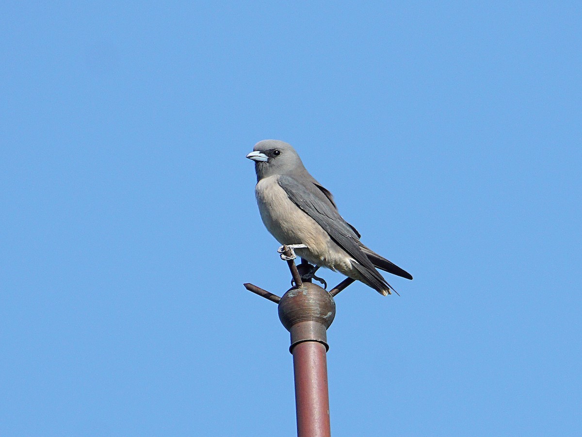 Ashy Woodswallow - Raghavendra  Pai