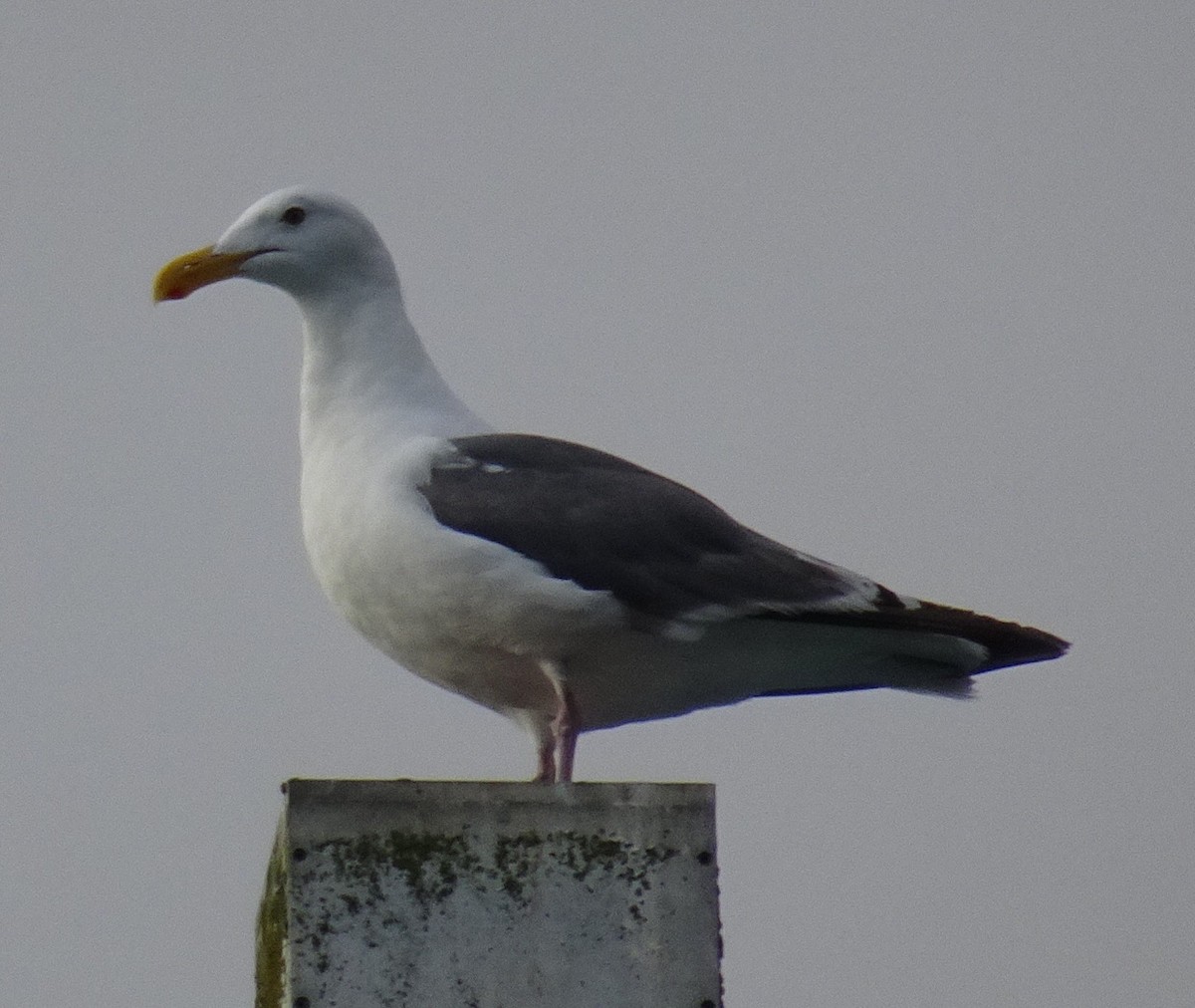 Western Gull - ML185298281