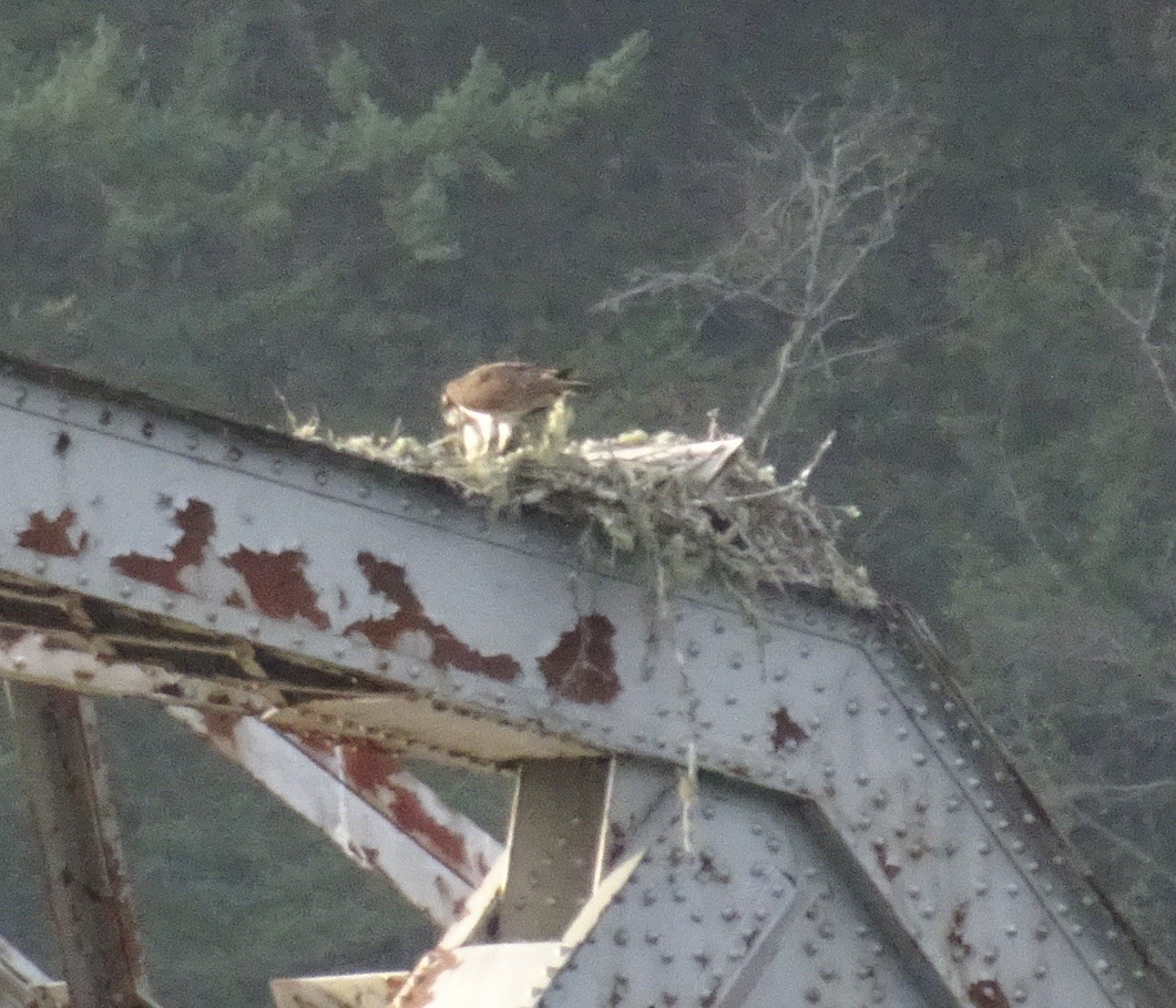 Osprey - M. Rogers