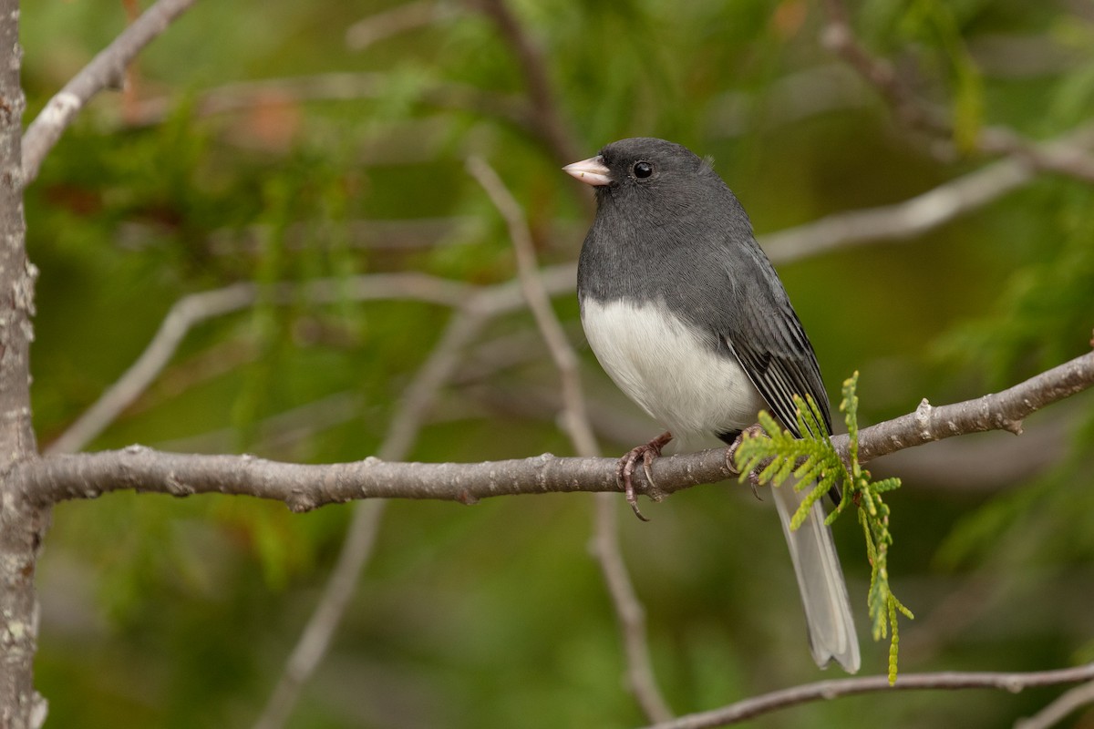 Dark-eyed Junco (Slate-colored) - Blair Dudeck