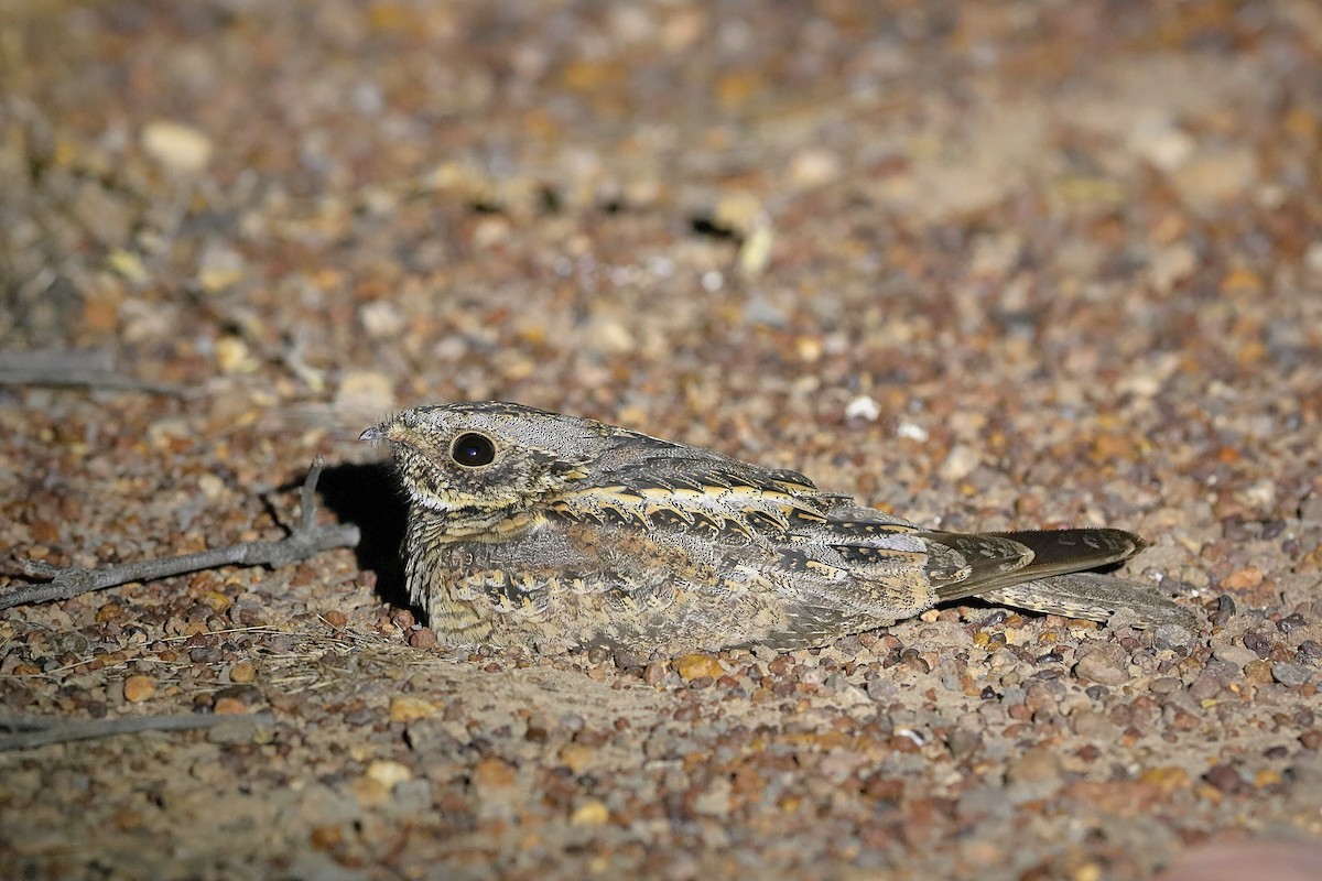 Spotted Nightjar - ML185303581