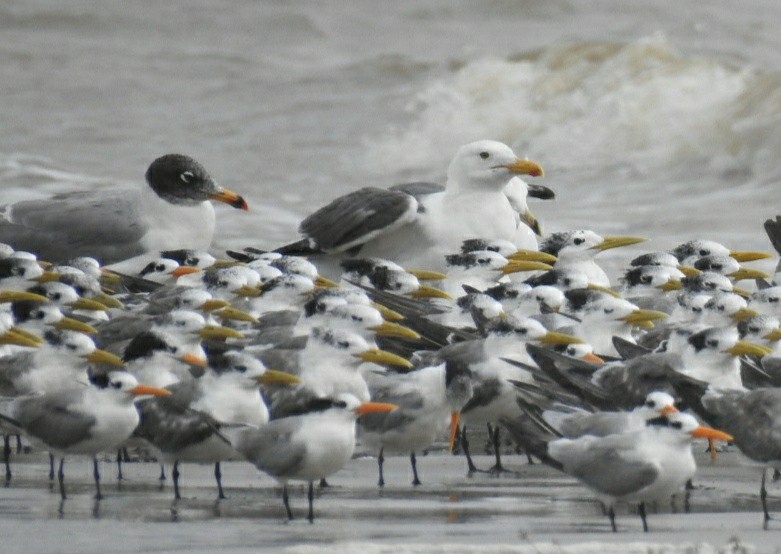 Pallas's Gull - ML185304201