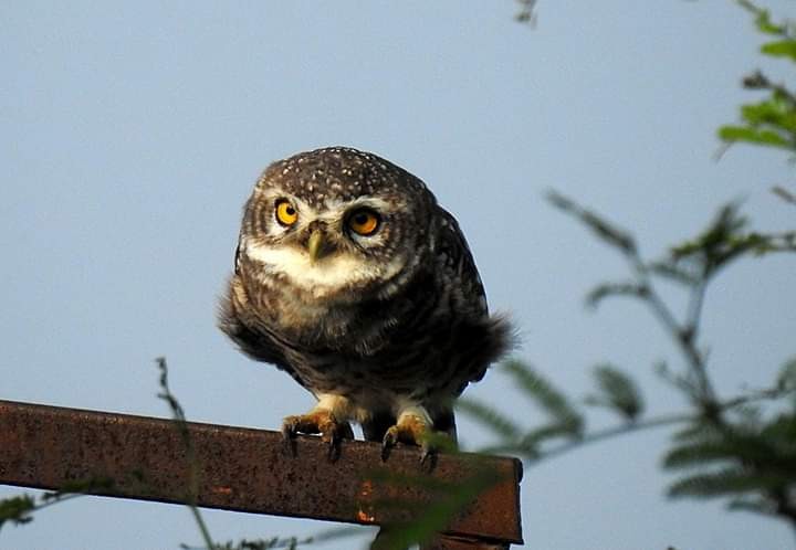 Spotted Owlet - ML185304421