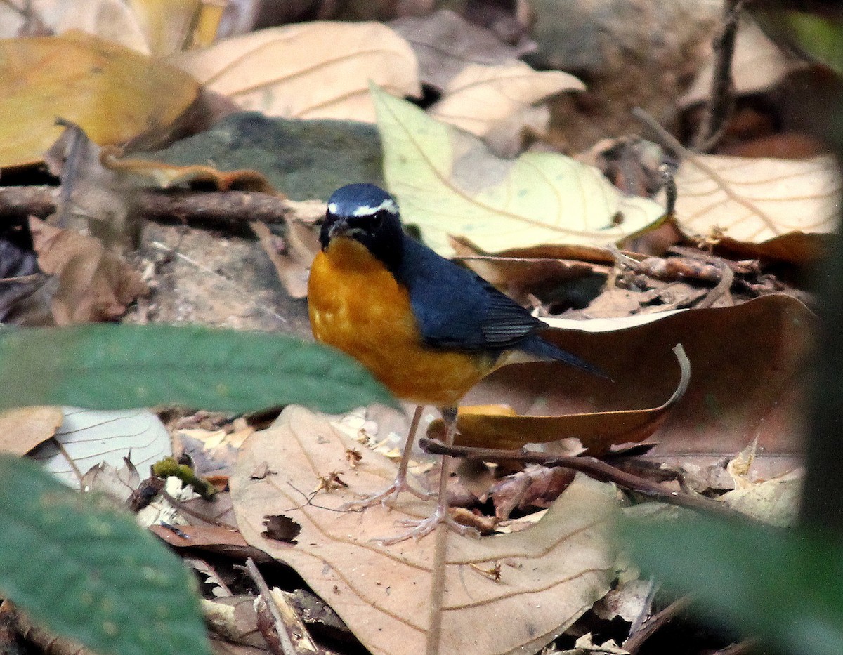 Indian Blue Robin - ML185304511