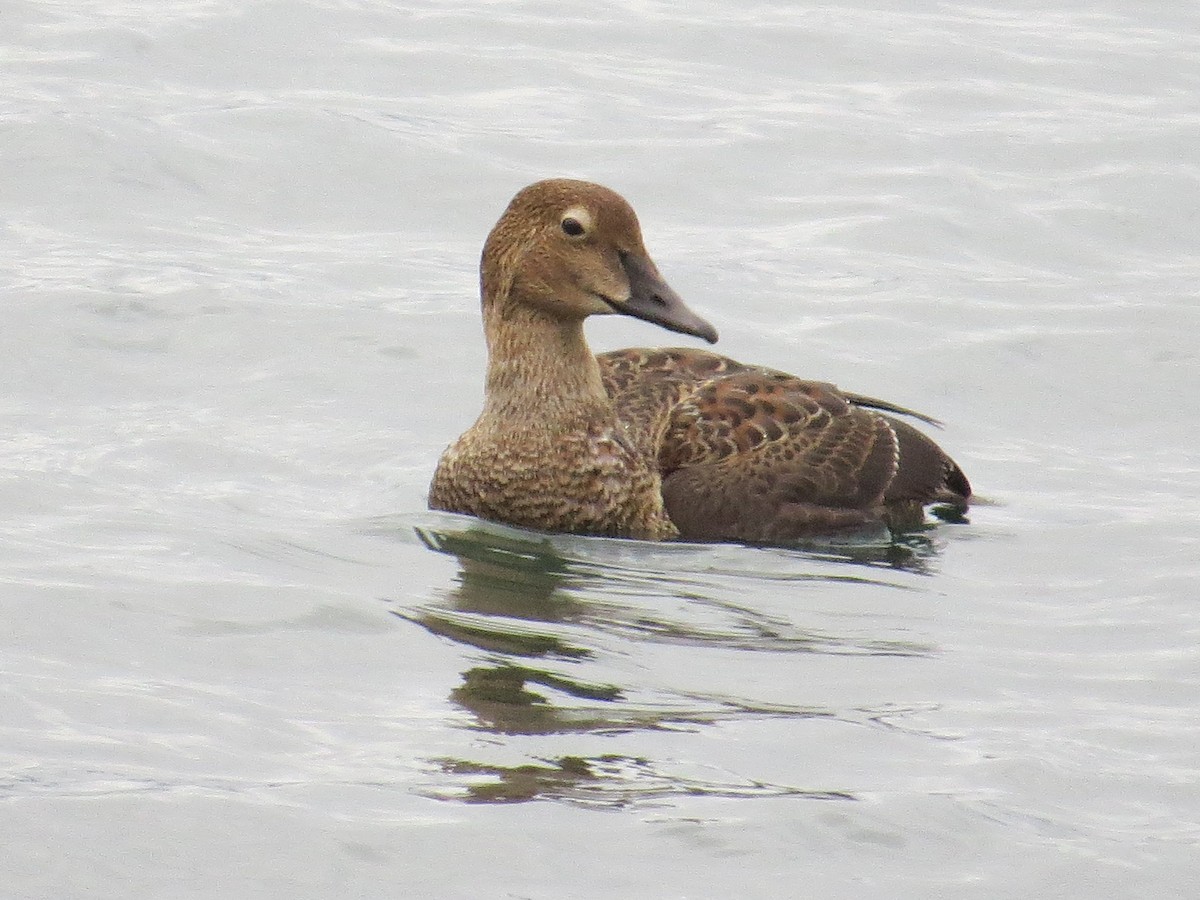 Eider à tête grise - ML185304781