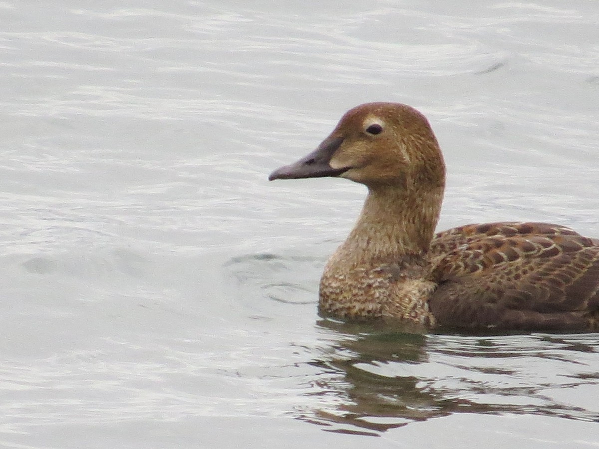 King Eider - Wayne Weber