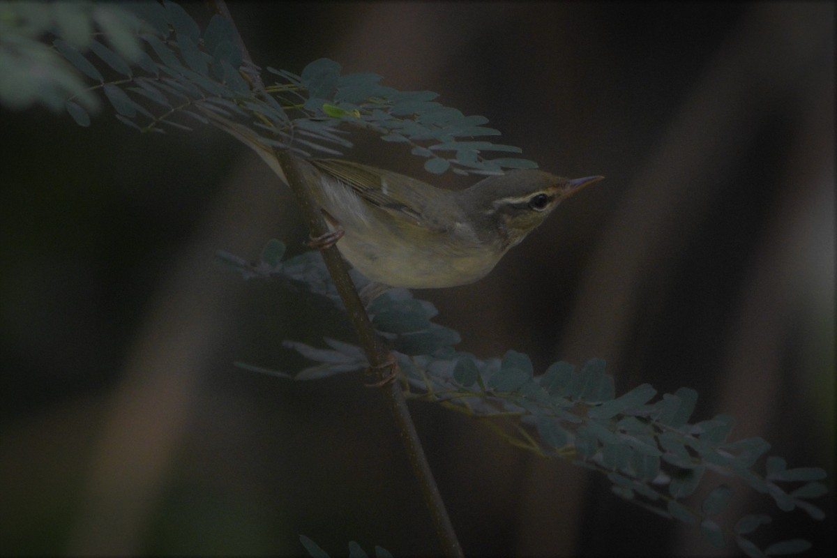 Arctic Warbler - ML185305051