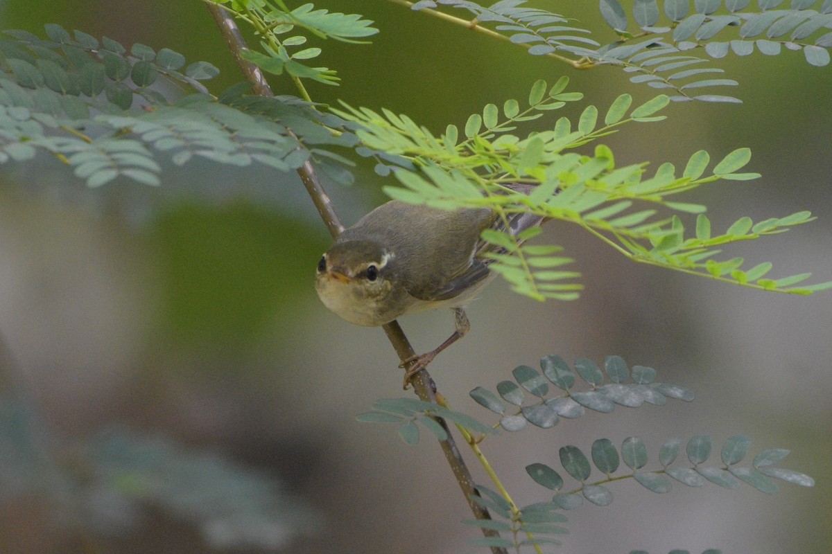 Arctic Warbler - ML185305061