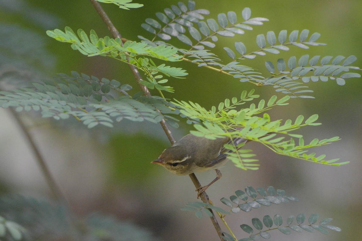 Arctic Warbler - ML185305081