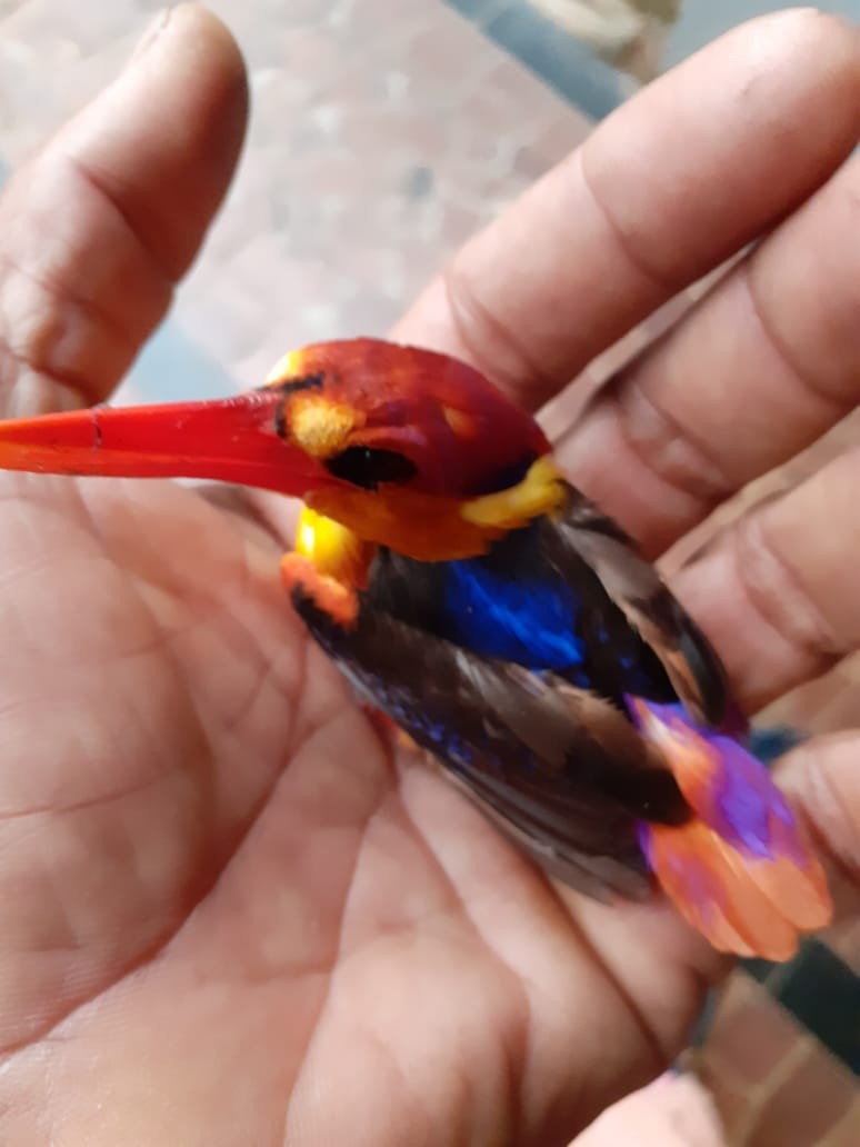 Black-backed Dwarf-Kingfisher - India Bird Digitization (Group Account)