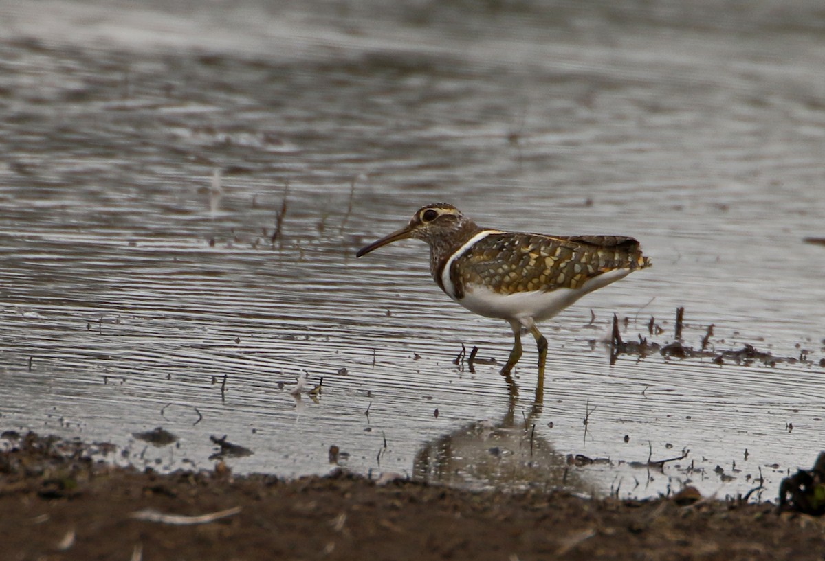 Australian Painted-Snipe - ML185306741