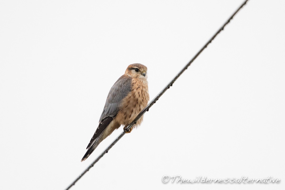 Merlin (Eurasian) - Yann Muzika
