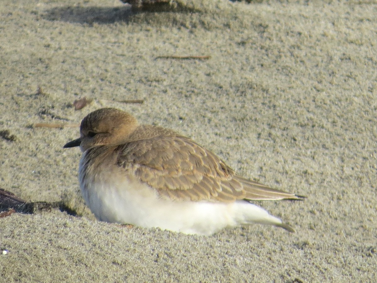 Mountain Plover - ML185306861