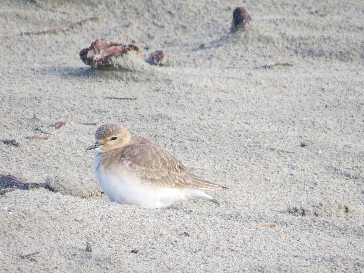 Mountain Plover - ML185306871