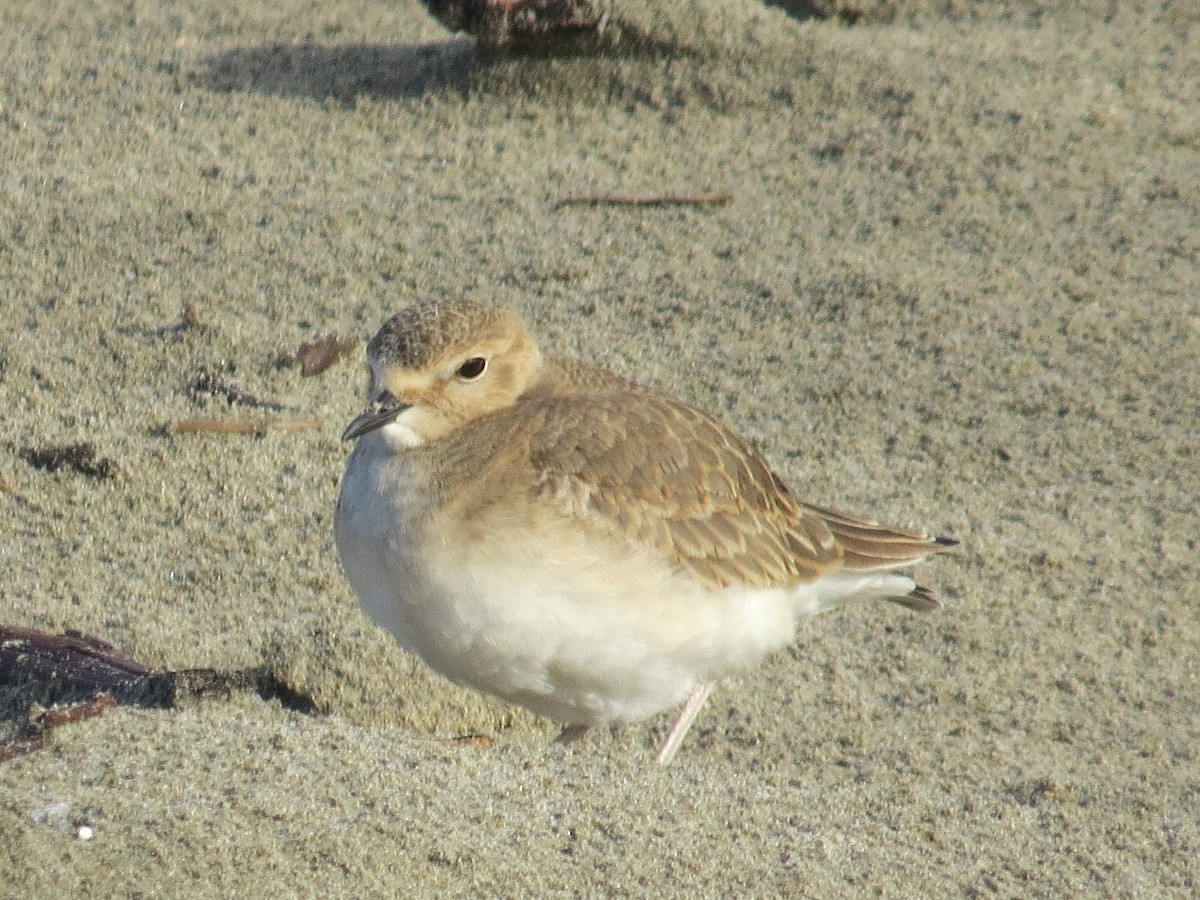 Mountain Plover - ML185306881