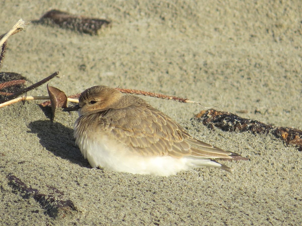 Mountain Plover - ML185306891
