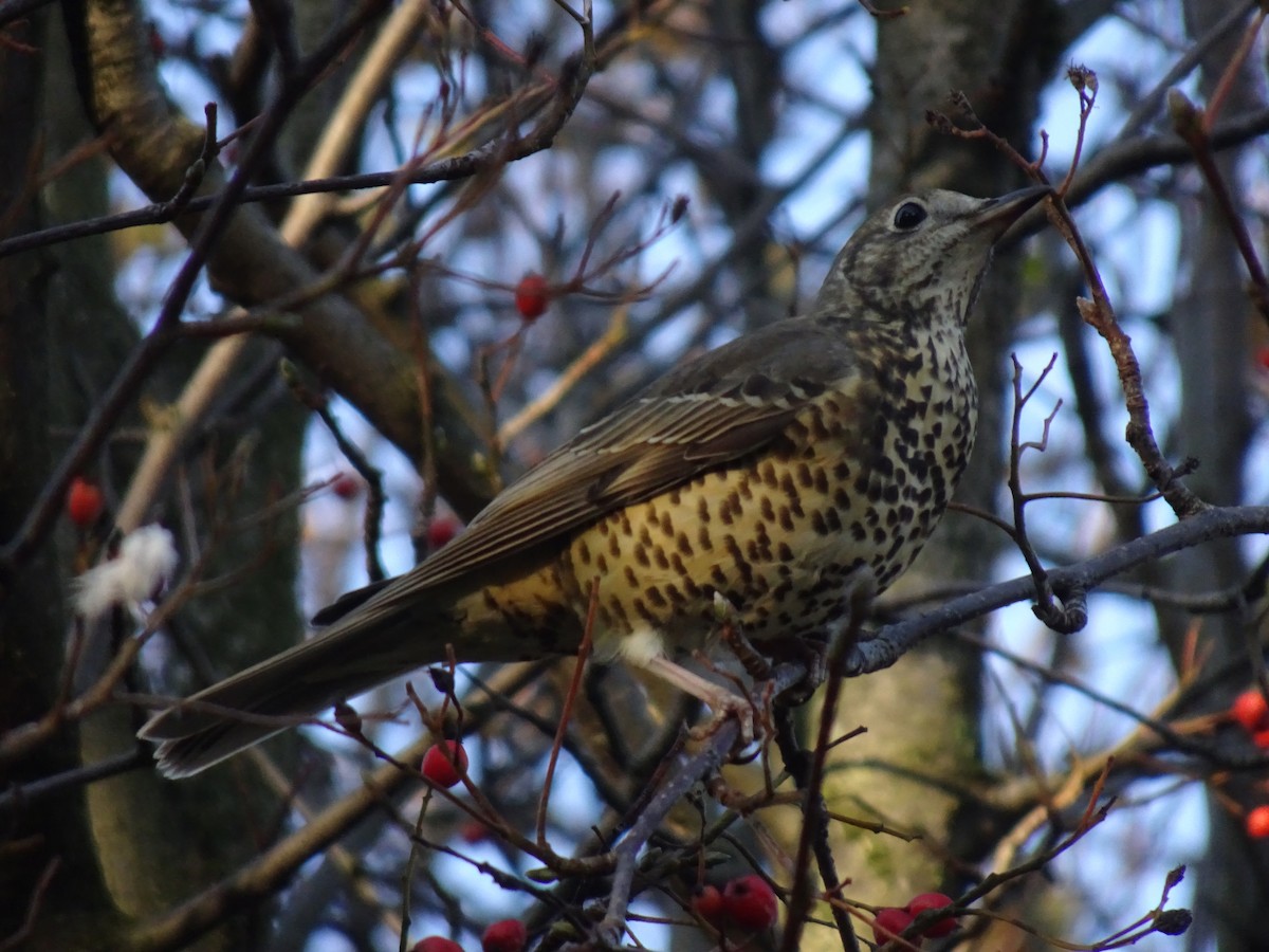 Mistle Thrush - ML185308991