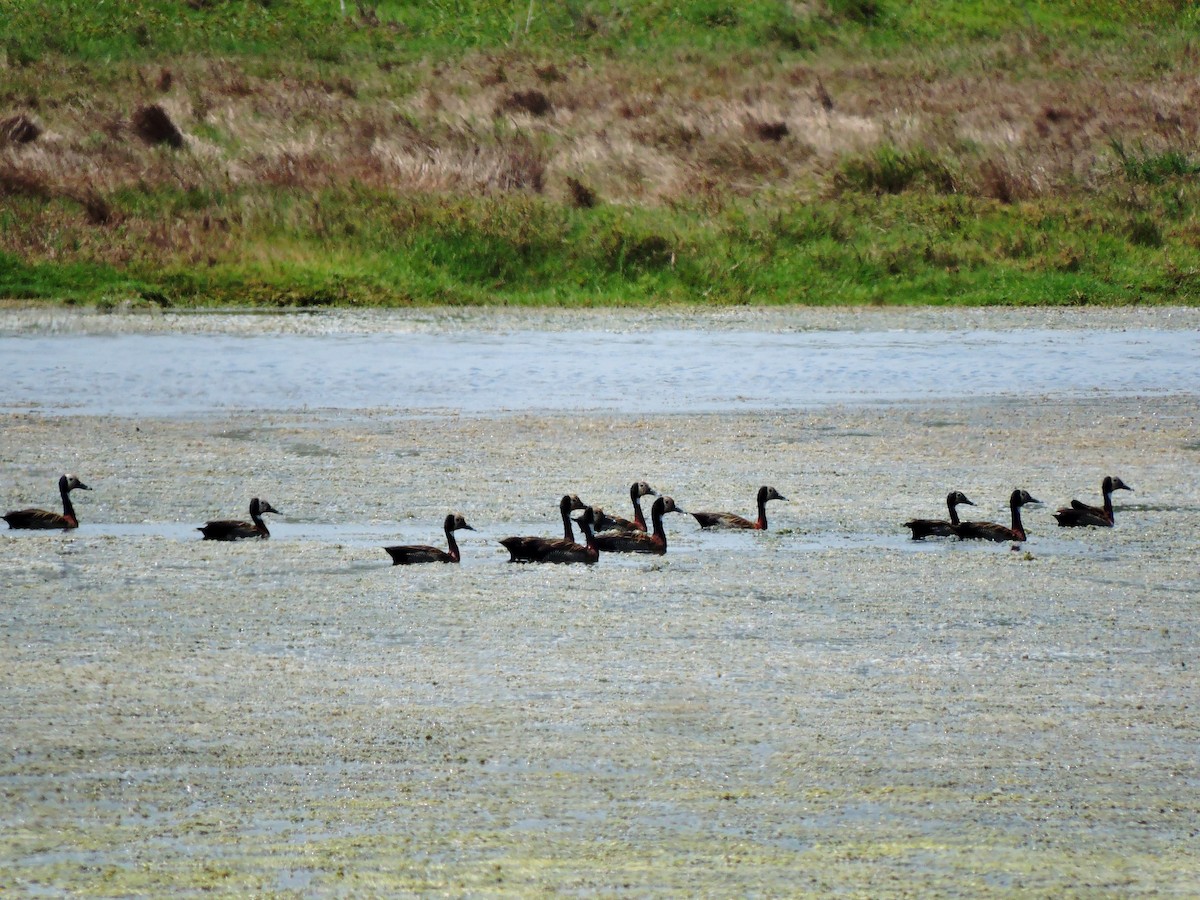 White-faced Whistling-Duck - ML185309031