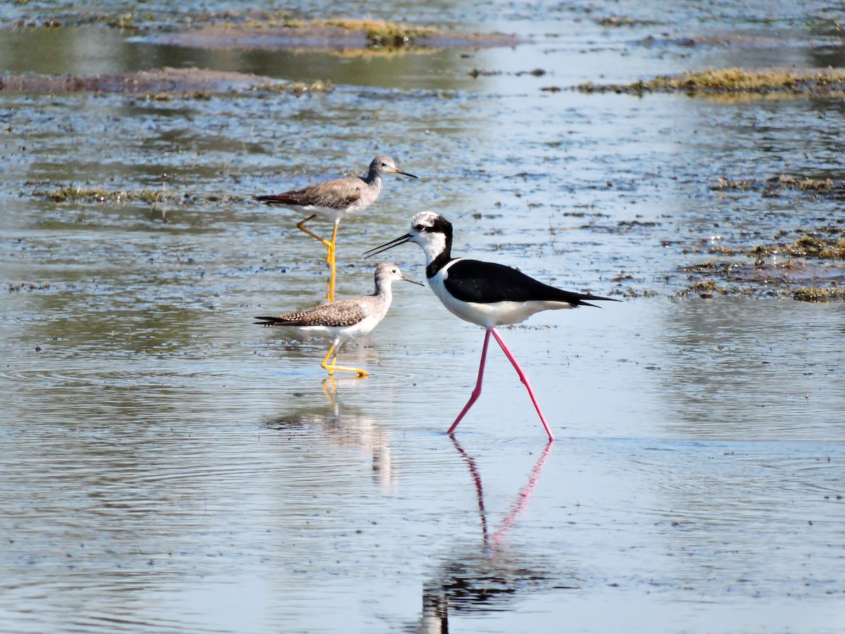 Black-necked Stilt (White-backed) - Lucas Porto