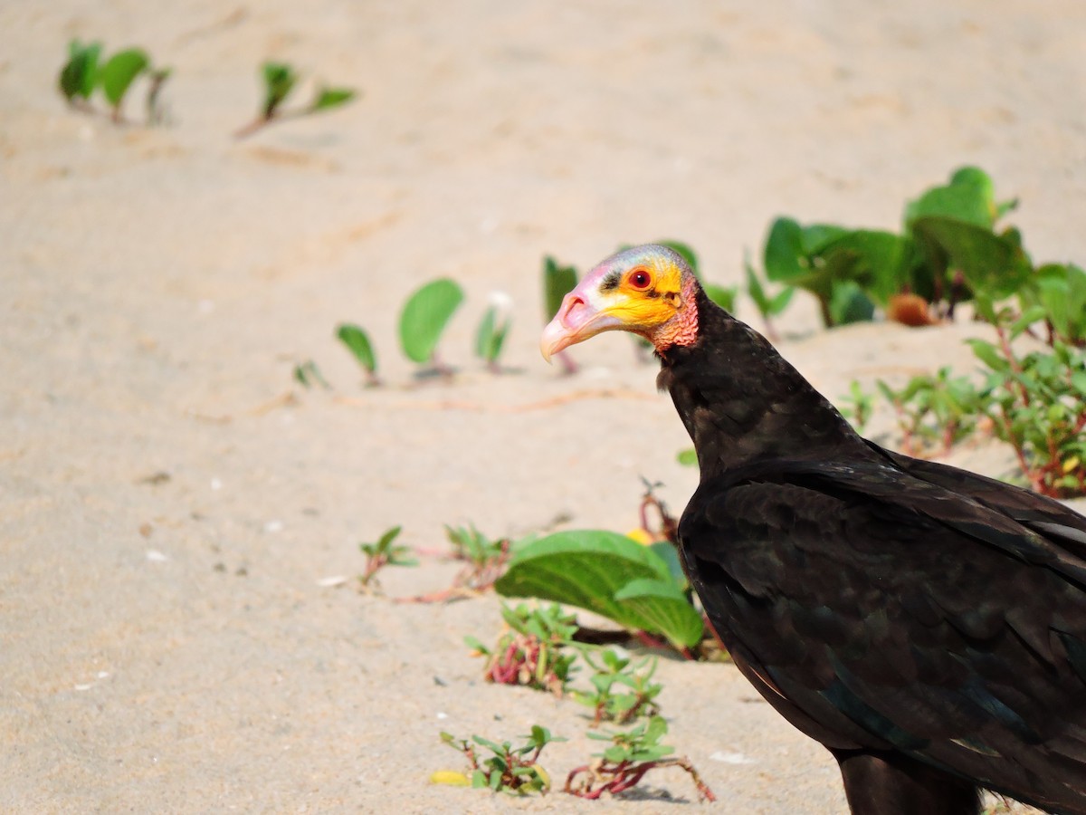 Lesser Yellow-headed Vulture - ML185309251