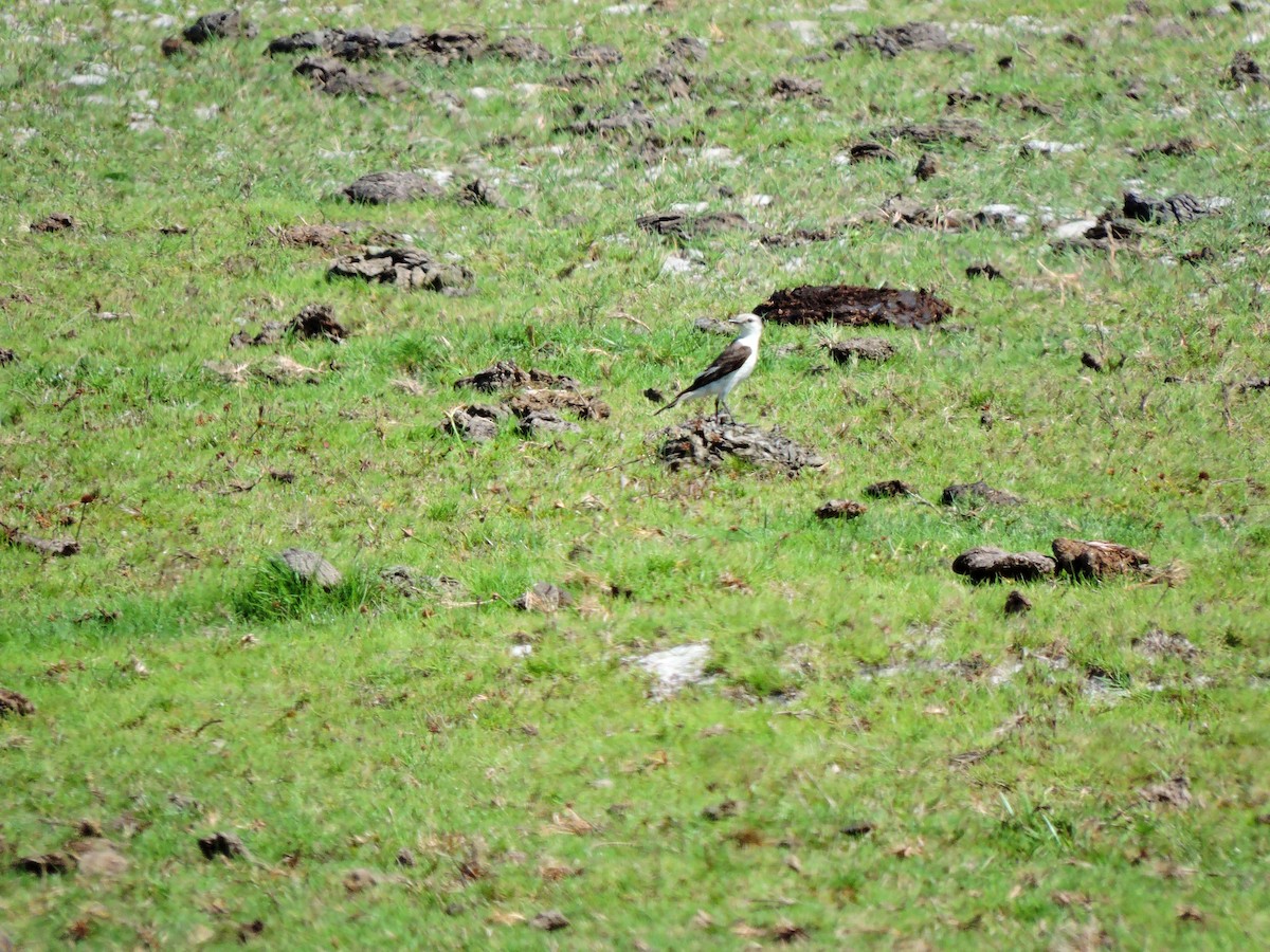 White-rumped Monjita - ML185309311