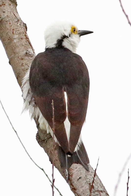 White Woodpecker - J. Simón Tagtachian
