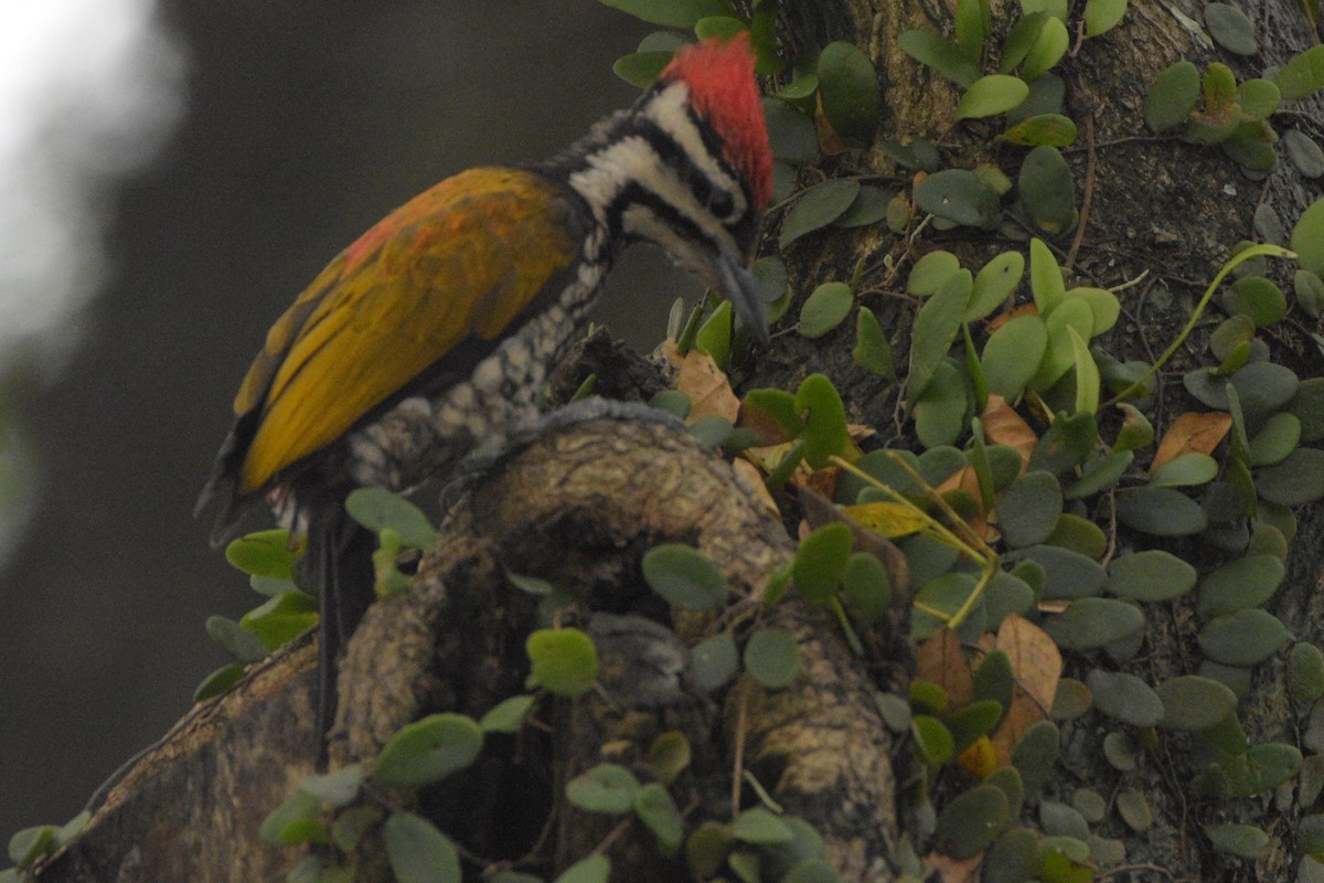 Common Flameback - ML185310071