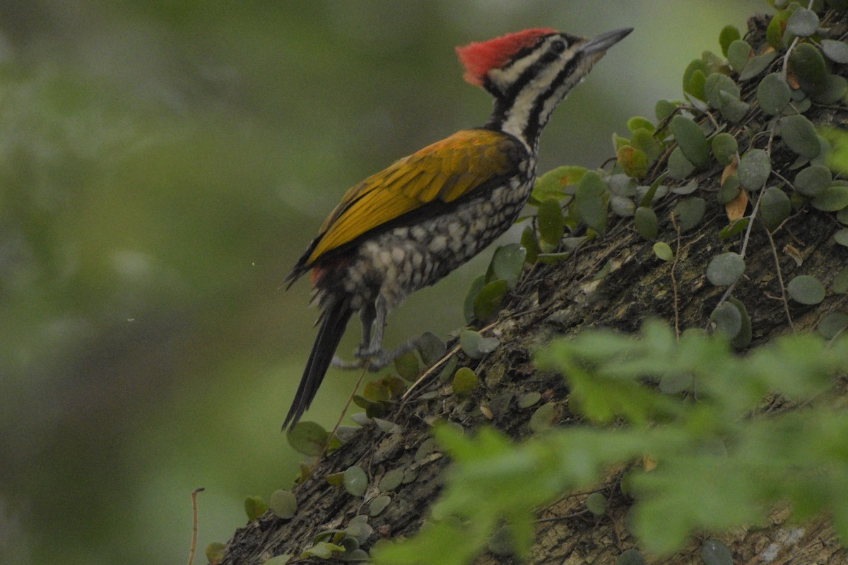 Common Flameback - ML185310081