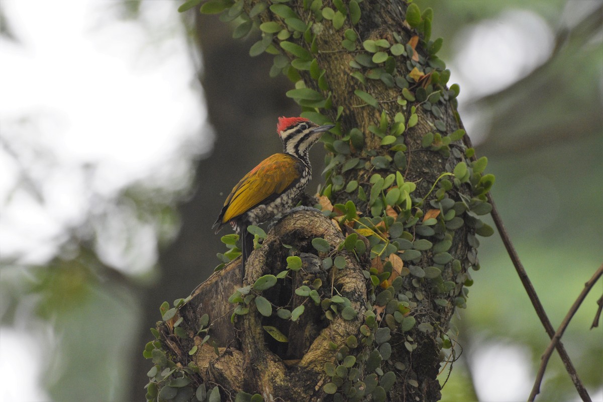 Common Flameback - ML185310131