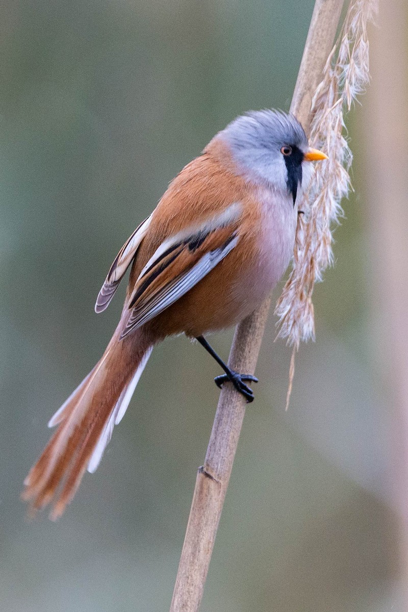 Bearded Reedling - Andy Butler