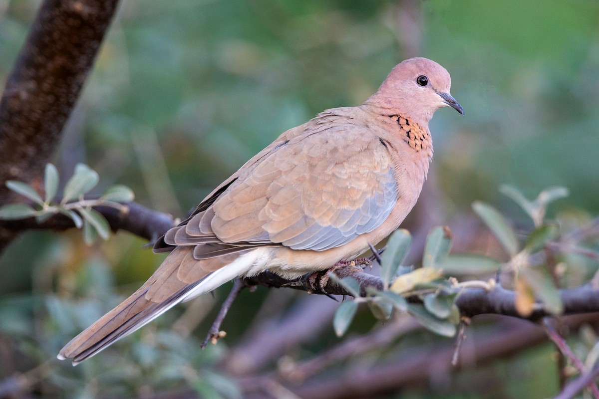 Tórtola Senegalesa - ML185310891