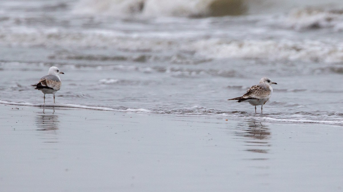 Common Gull - ML185310991