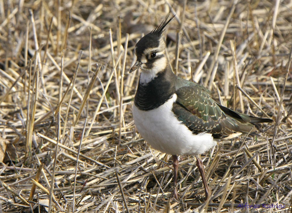 Northern Lapwing - ML185311091