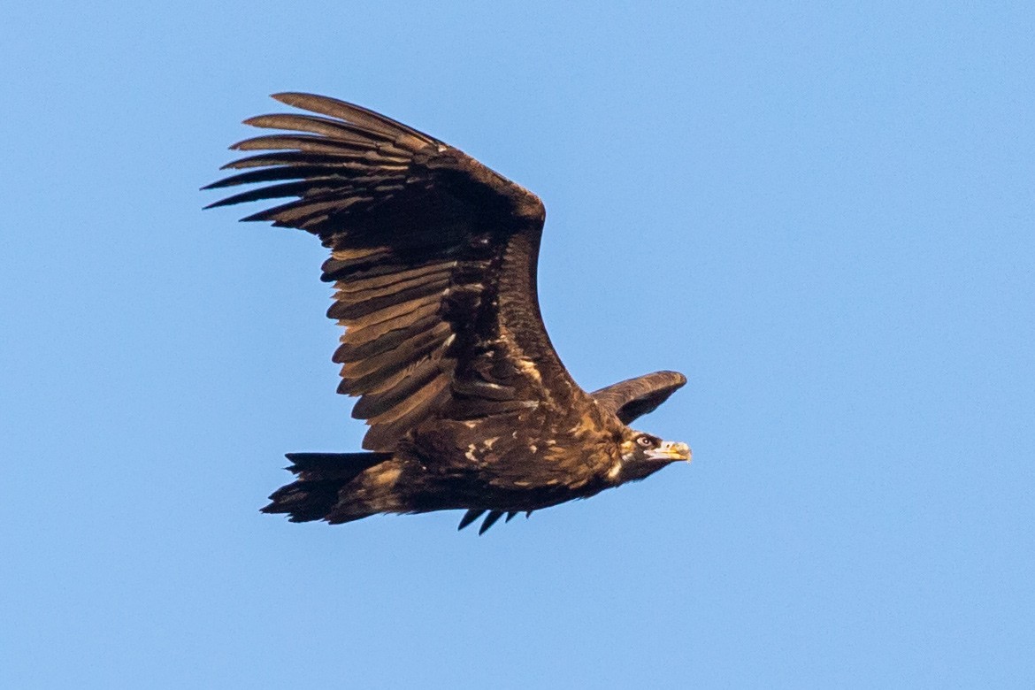 Cinereous Vulture - ML185311201