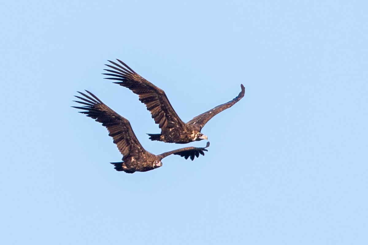 Cinereous Vulture - ML185311211