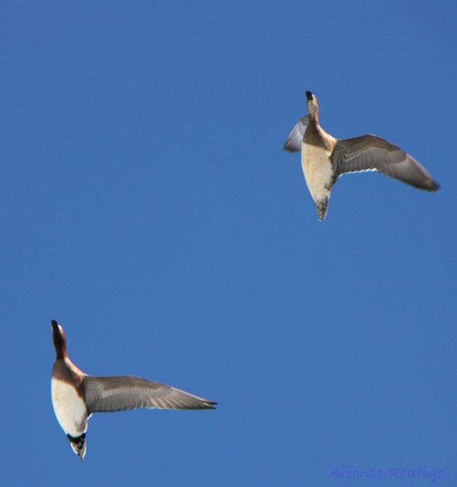 Eurasian Wigeon - ML185311491