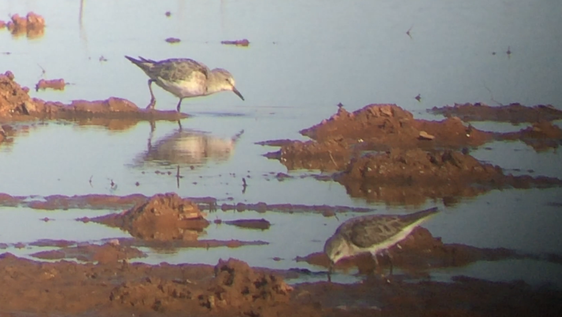 Little Stint - ML185312001