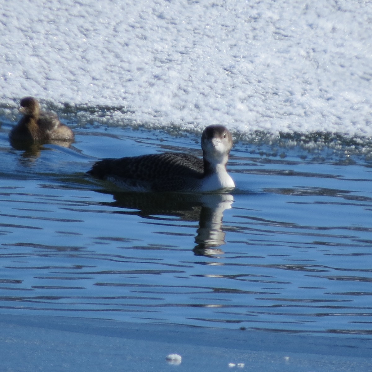 Plongeon huard - ML185315961